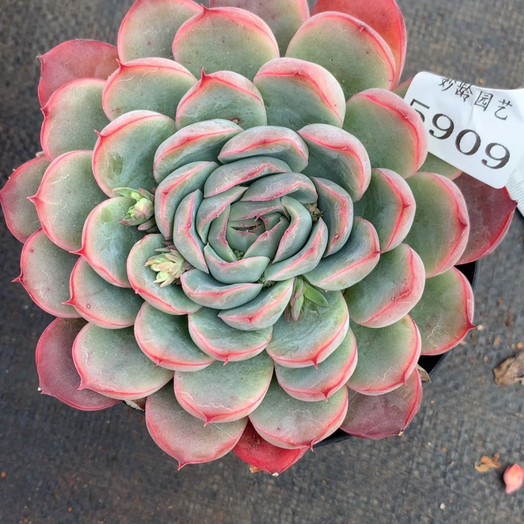 5909杂交多肉老桩