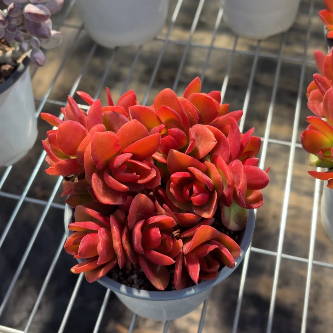 火祭多肉11㎝盆特价