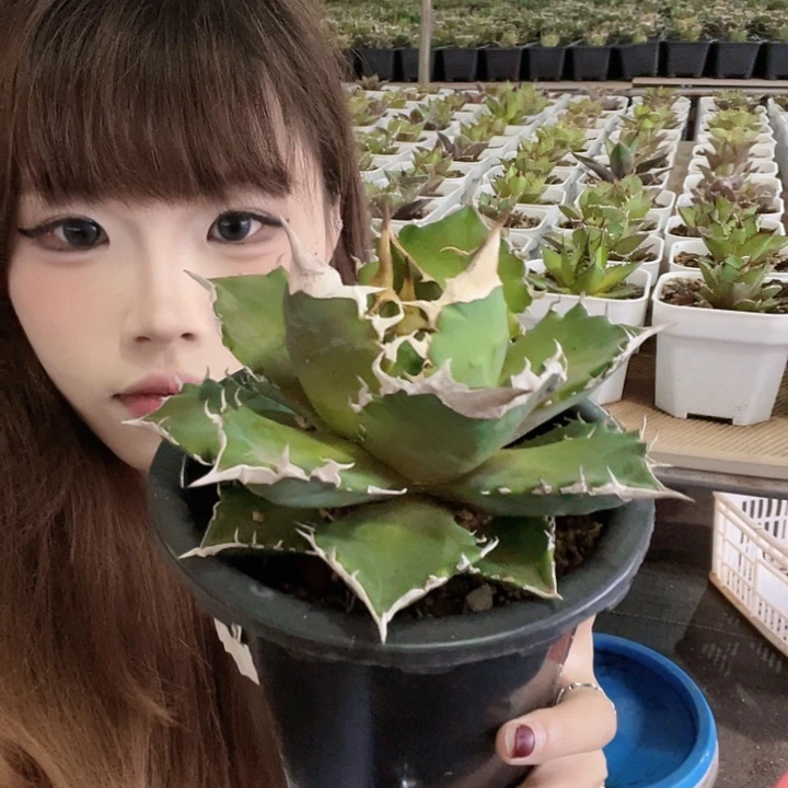 白火焰龙舌兰仁王冠链接