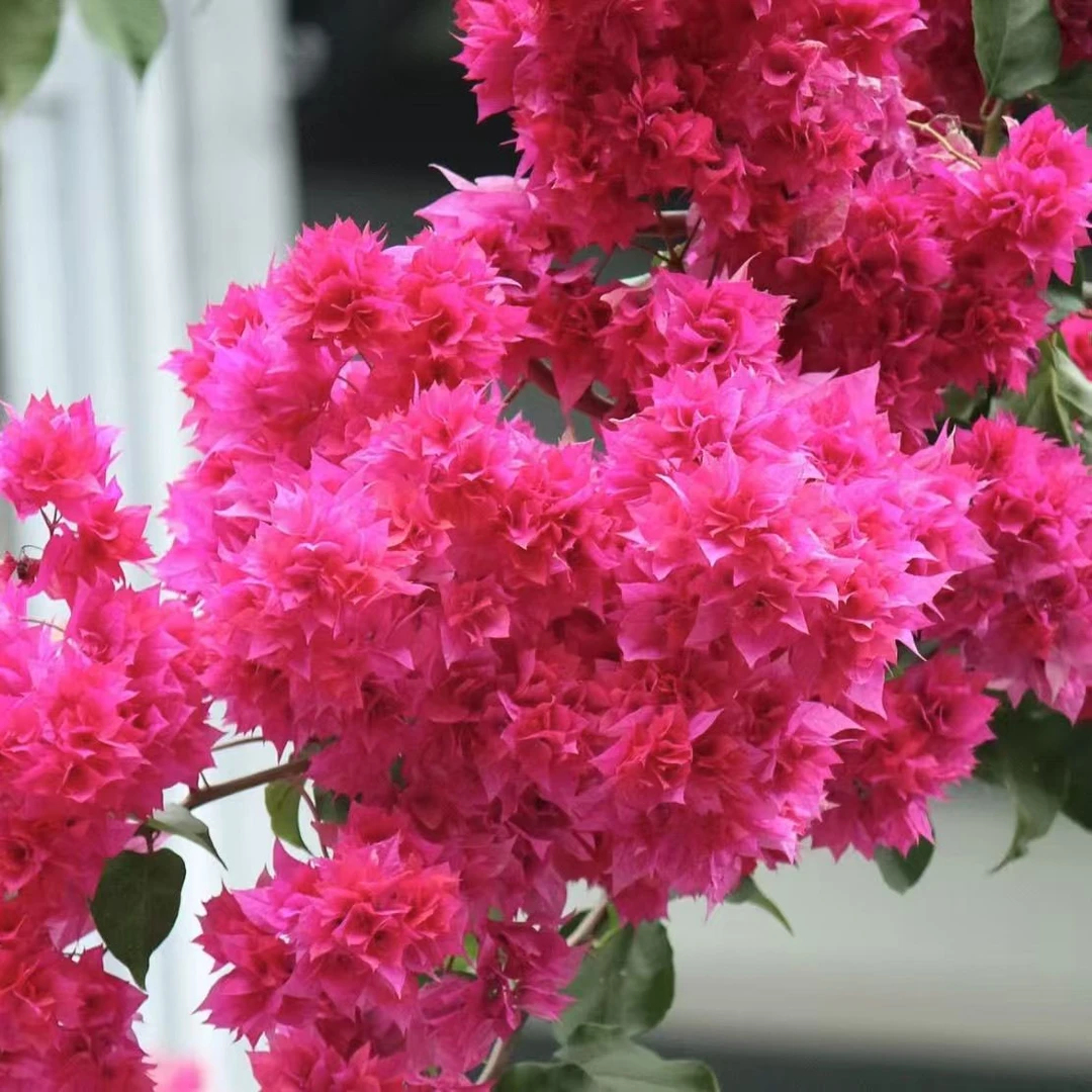 【重瓣红】三角梅带盆四季开花阳台庭院可爬藤打造高飘造型花卉