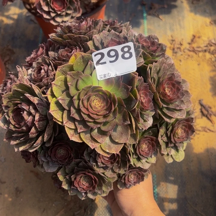 万拉丝多肉植物298