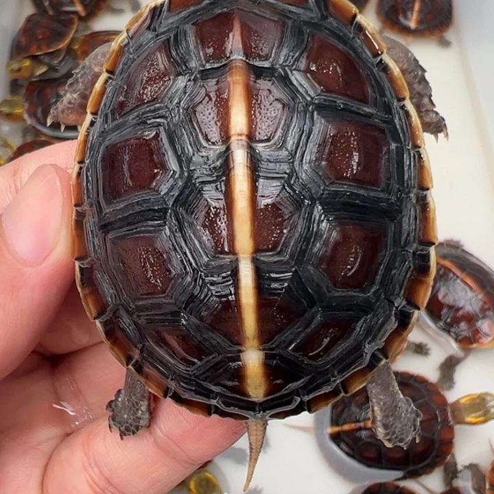 母绿毛龟粉*浆啦啦了啦了