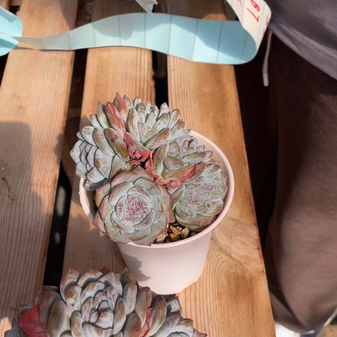 B001静好多肉园艺