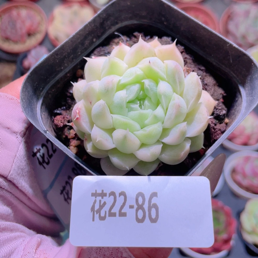 花利美22-86麦秆锦