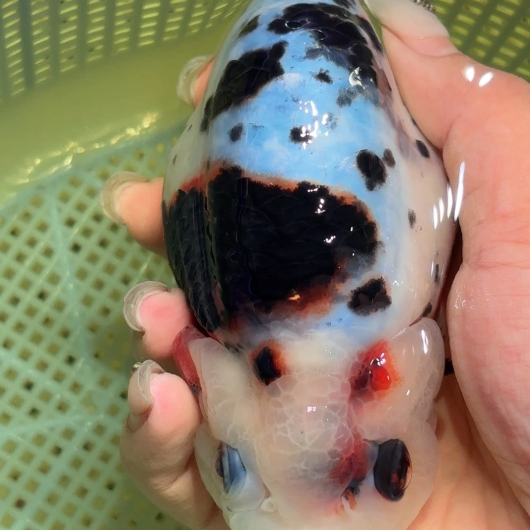 我***六金鱼拍包装包邮，不拍包装运费到付