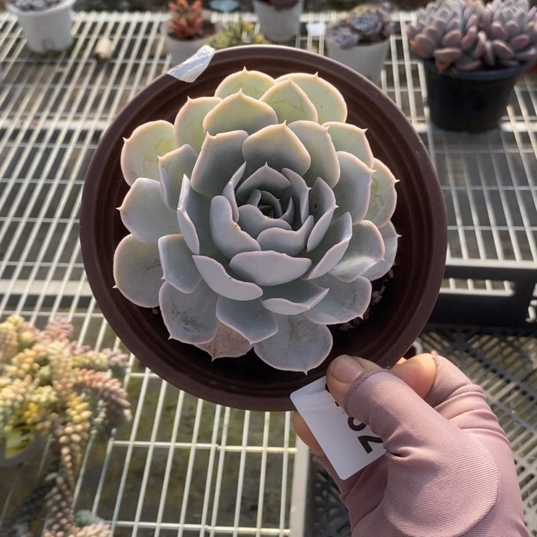 5782圣卡洛斯一物一拍