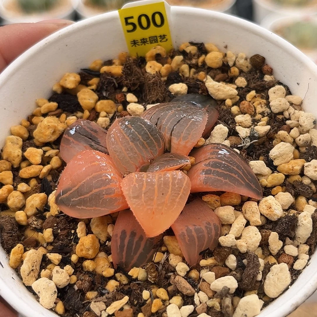 500糊斑亲之姬寿锦