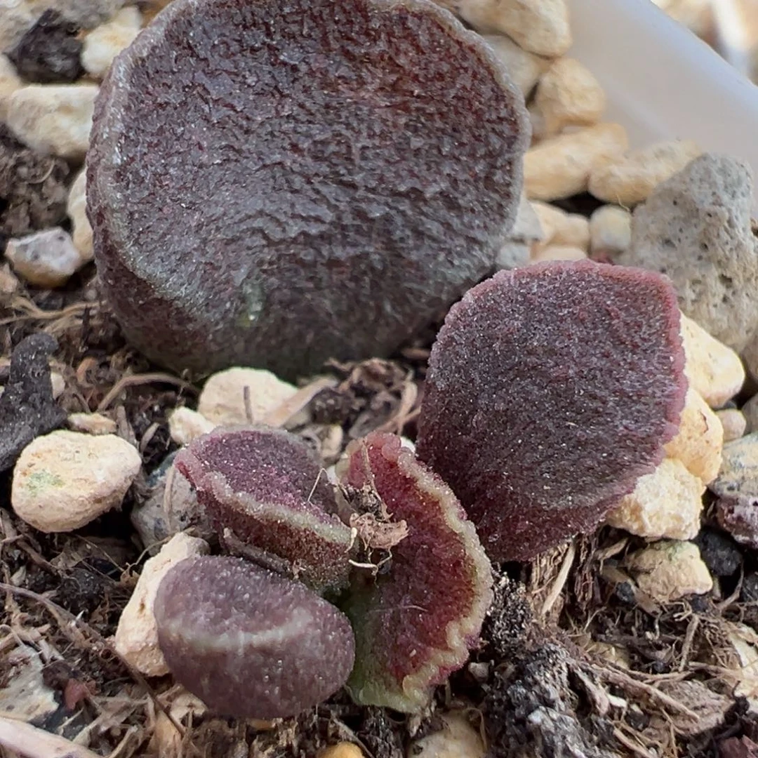 火凤凰大苗多肉植物水泡