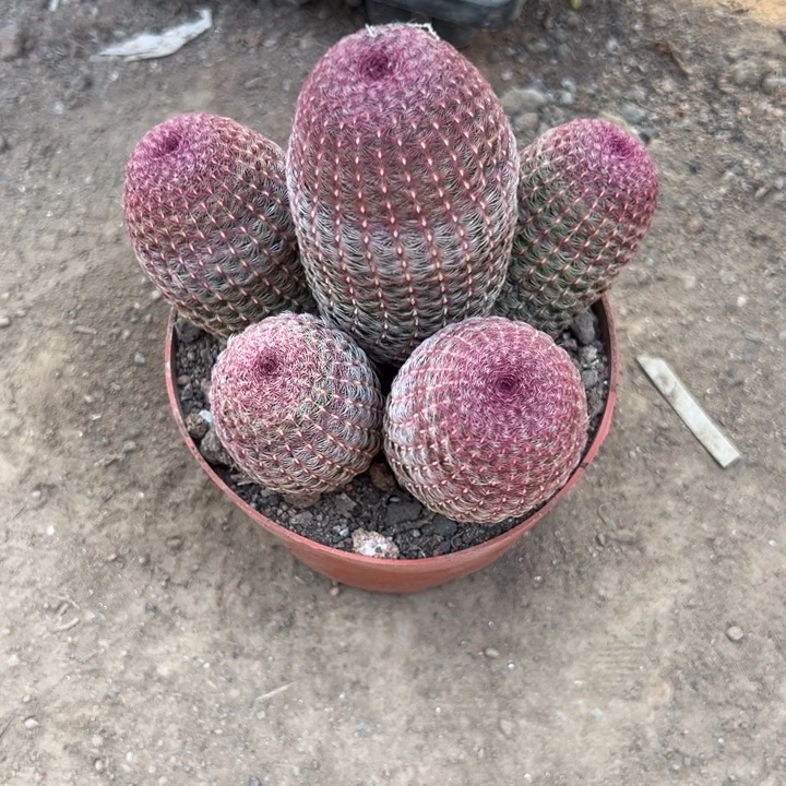 心***福吉祥如意的一天又