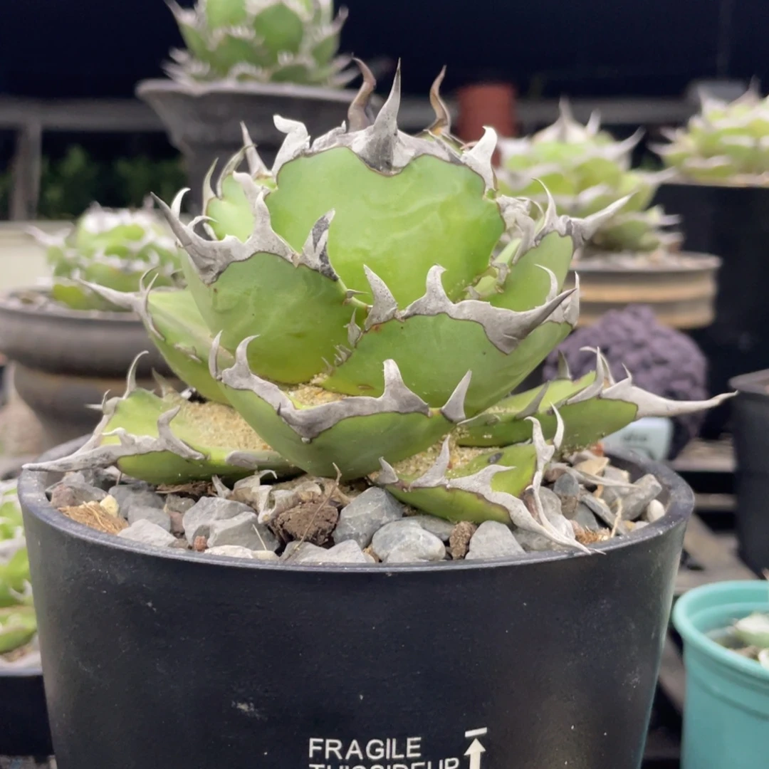 黑帝斯88888888888888