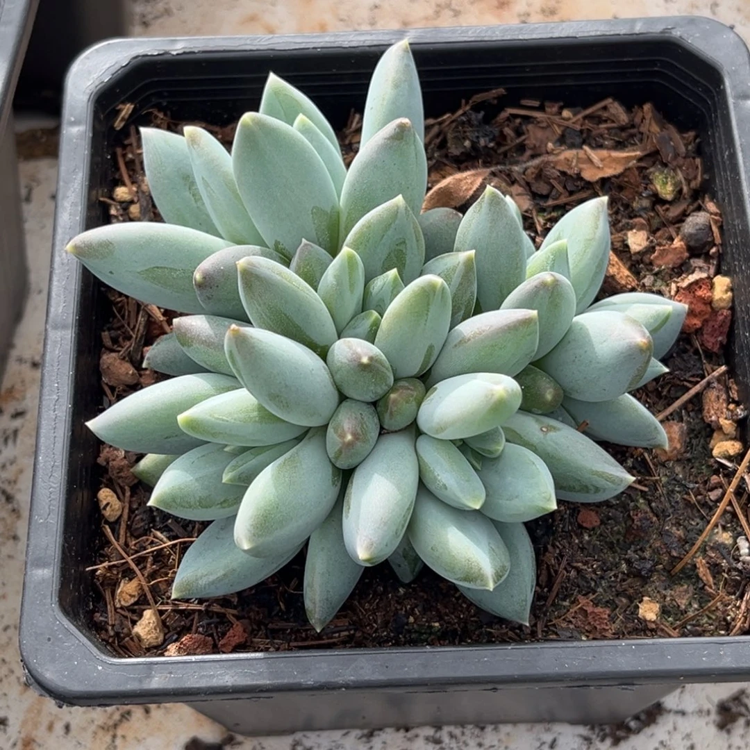 美人系多肉植物481