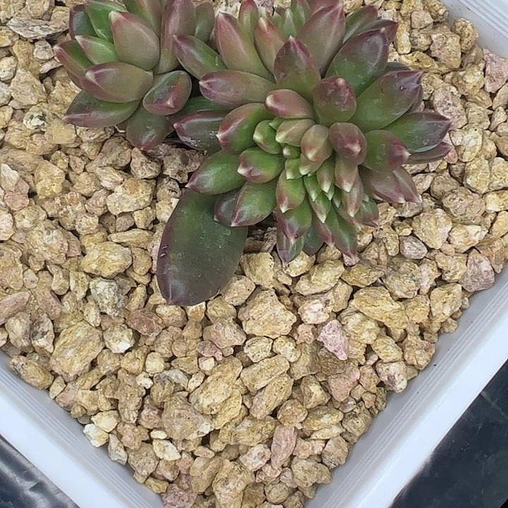 柏拉图缀化1111111