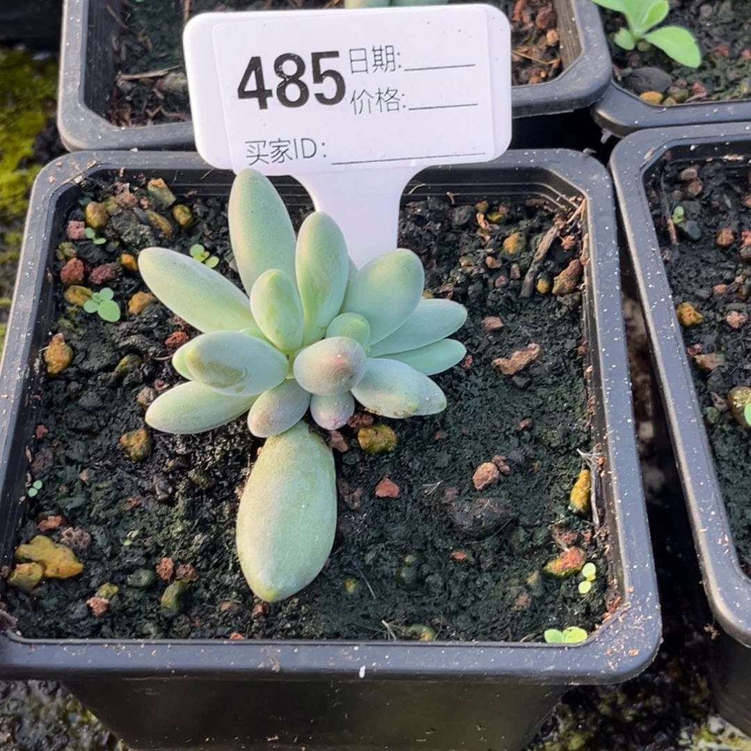 胖体烟花小苗多肉植物485