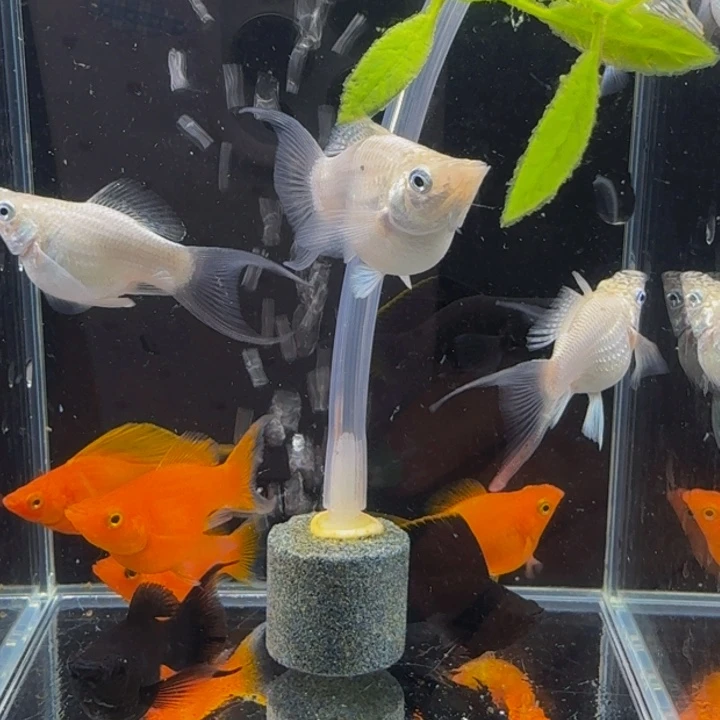 孔雀鱼白色玛丽球2条1对