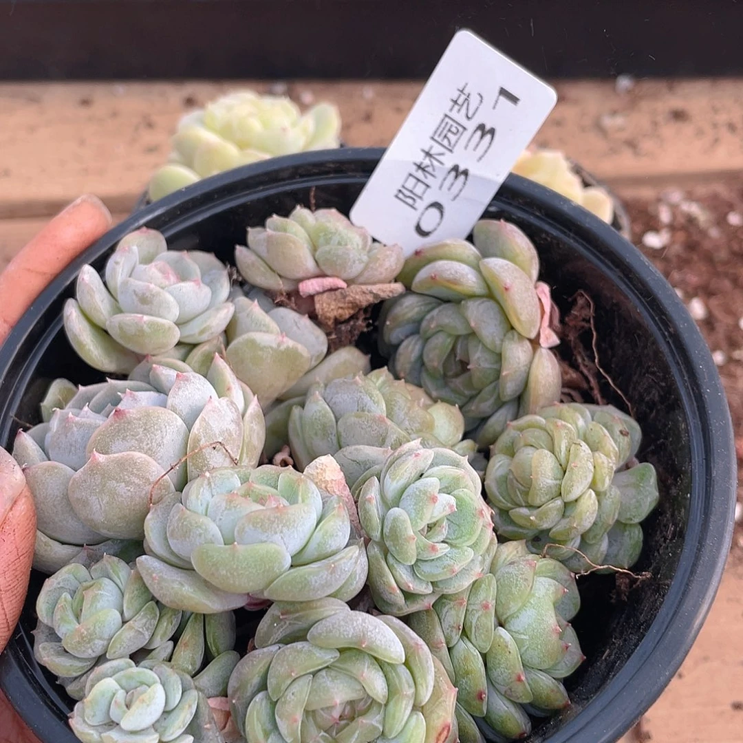 多肉植物多肉植物331