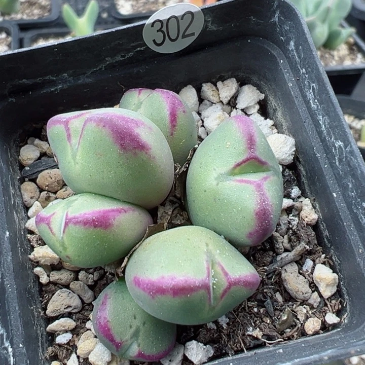 行****绿302号111111111111