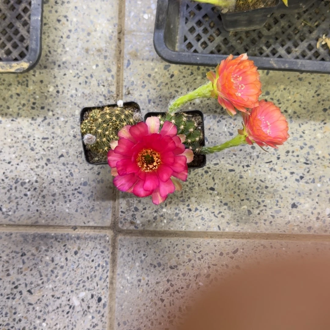 257丽花脱土发货软小掰花斑