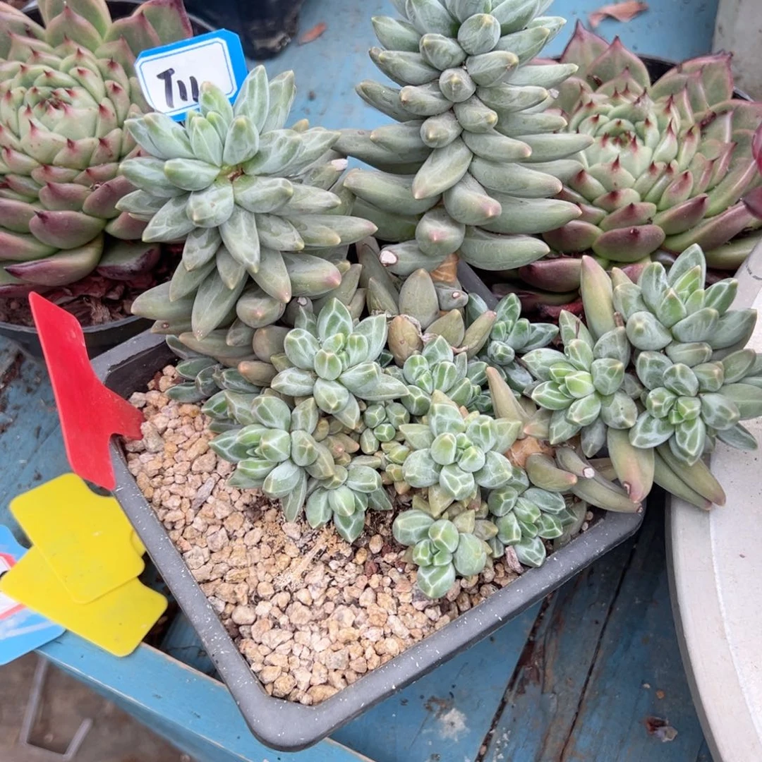 @****精品多肉植物老桩