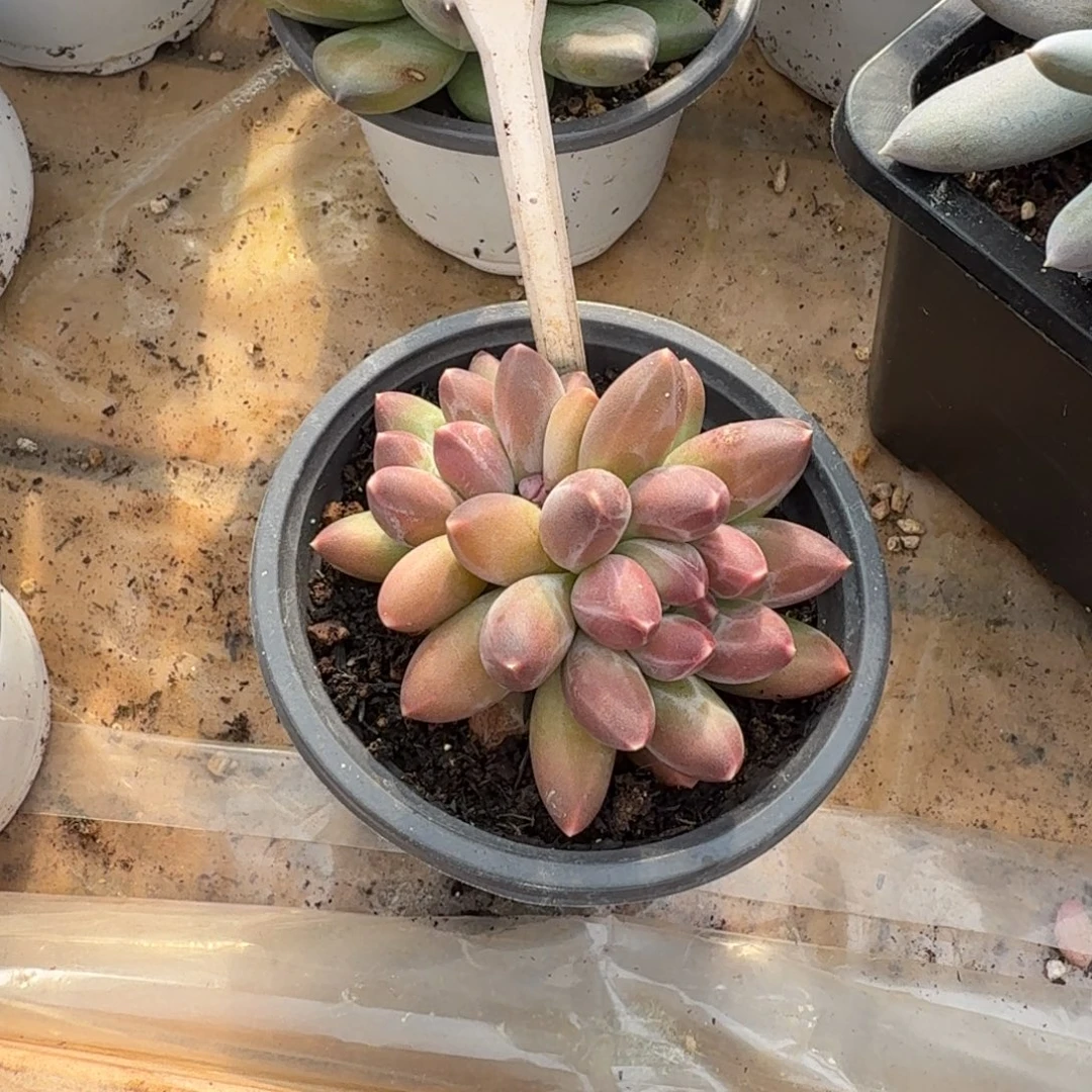怪***我多肉植物漂亮多肉