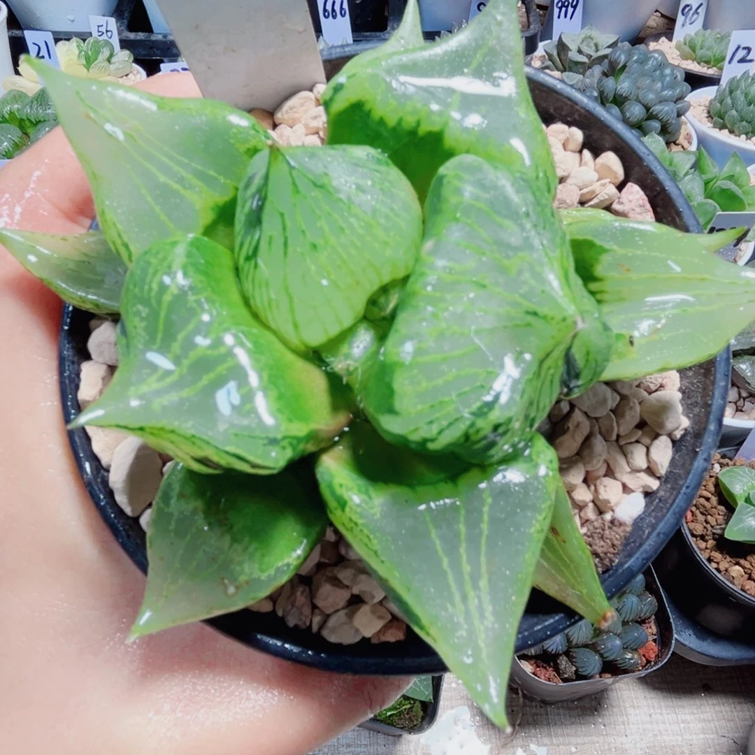 裹般若多肉植物66666