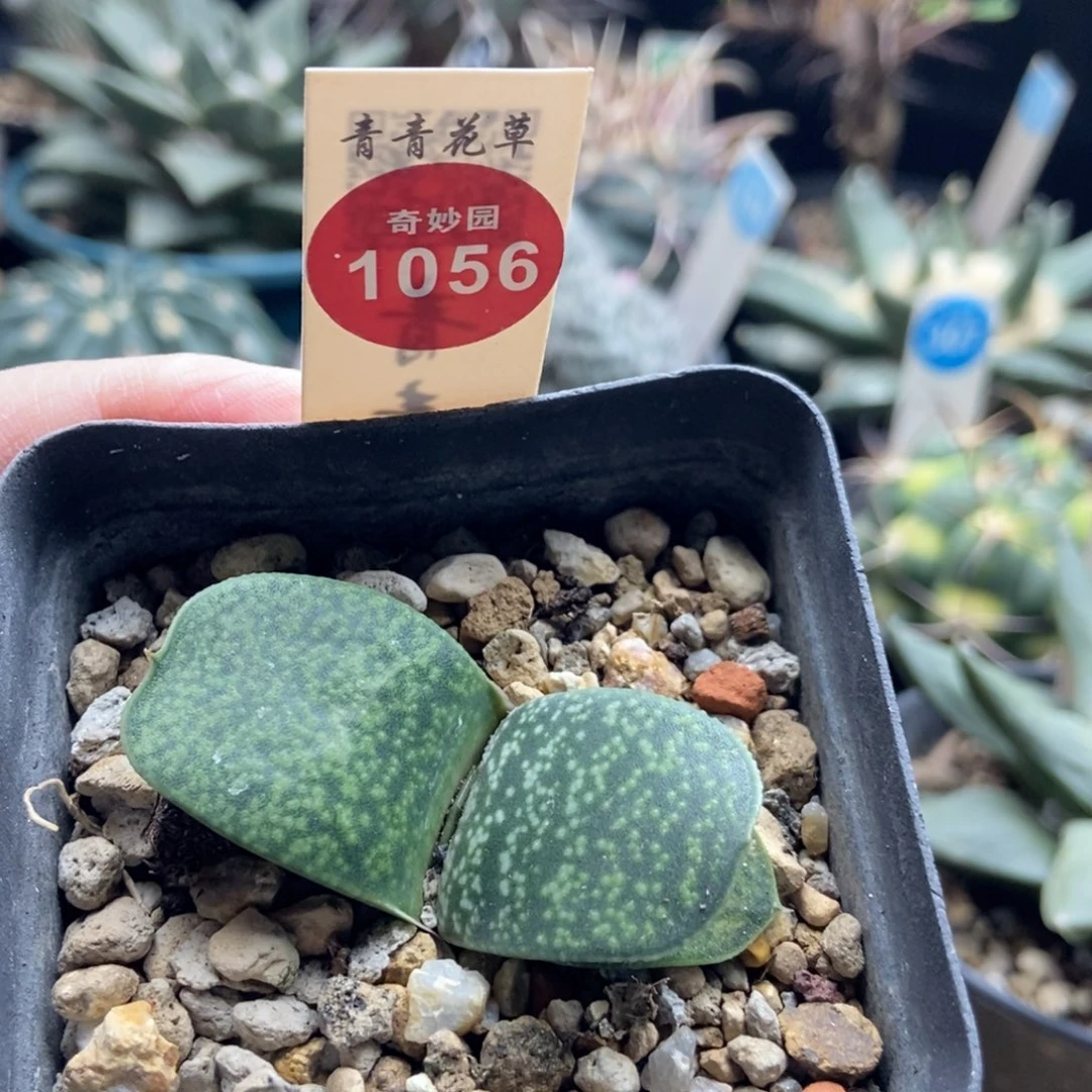 实生恐龙卧牛一棵仙人球