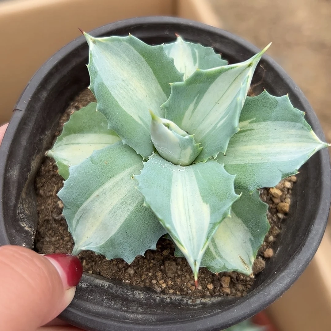 多肉植物多肉植物