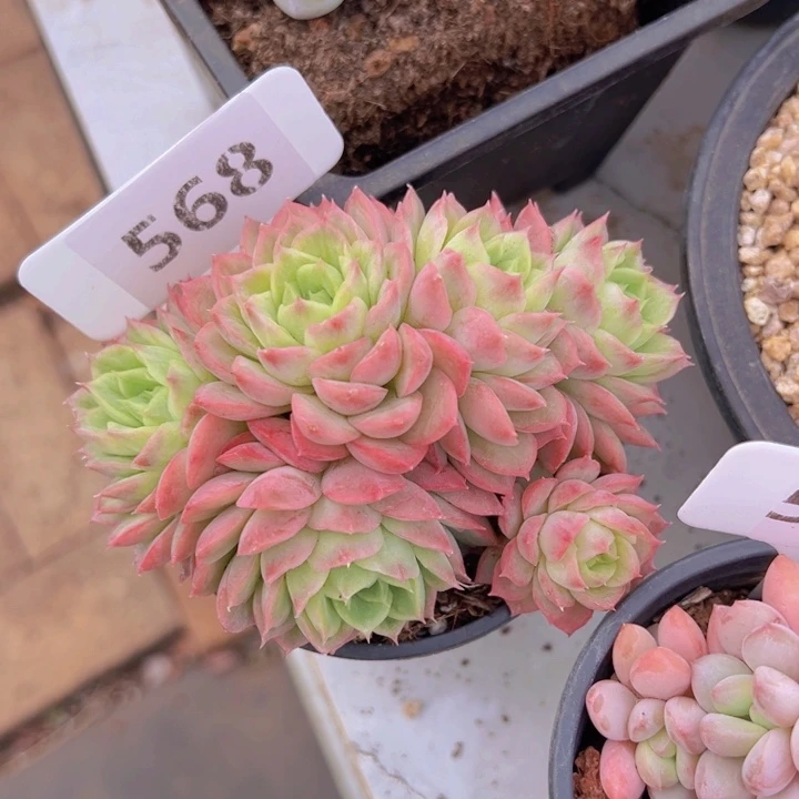 健健康康平平安安