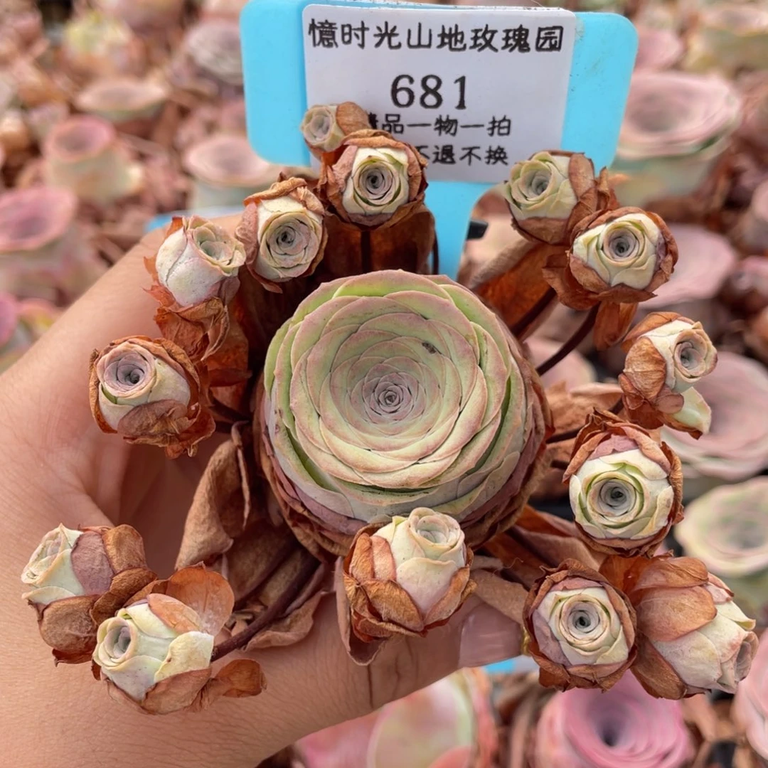 山地玫瑰681断枝不包损不售后