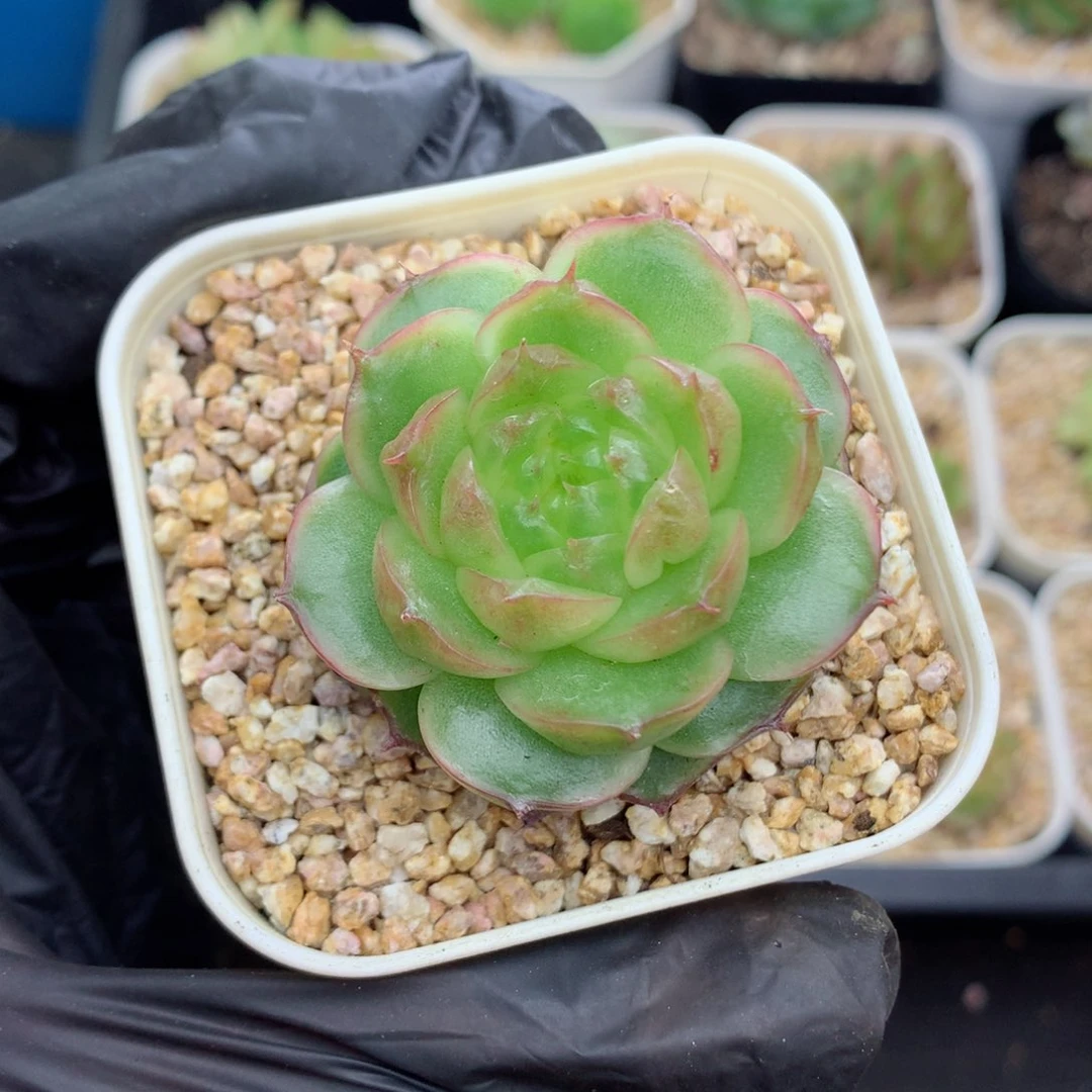 58包邮  群生不包整珍妮47