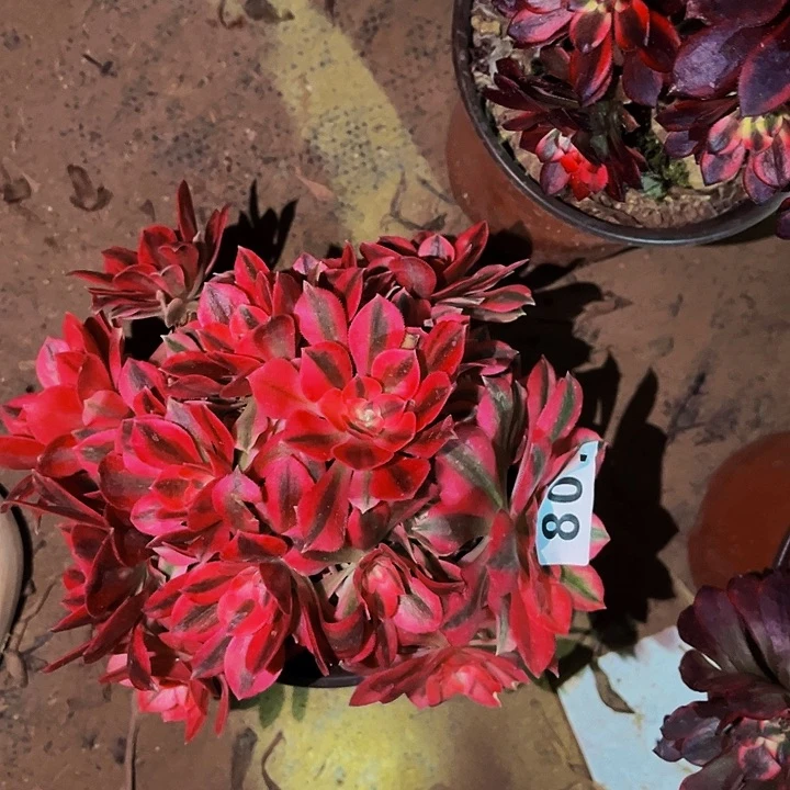 807妖月多肉植物处理不售后砍头丛林