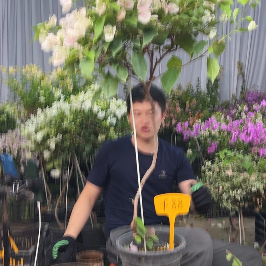 指***待大部分花苞少量开放F88广