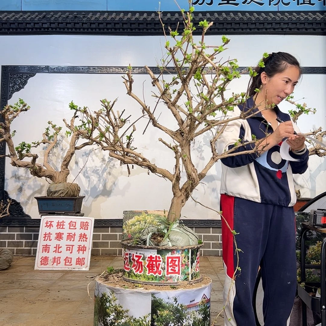 完全开放金银花盆景老桩