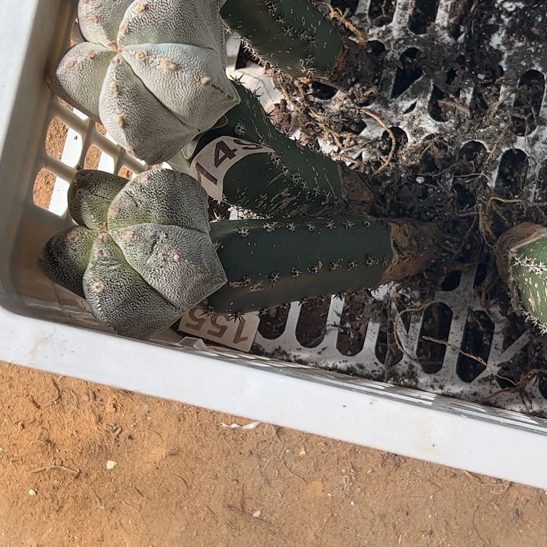 爱***间无花朵福利恩中149