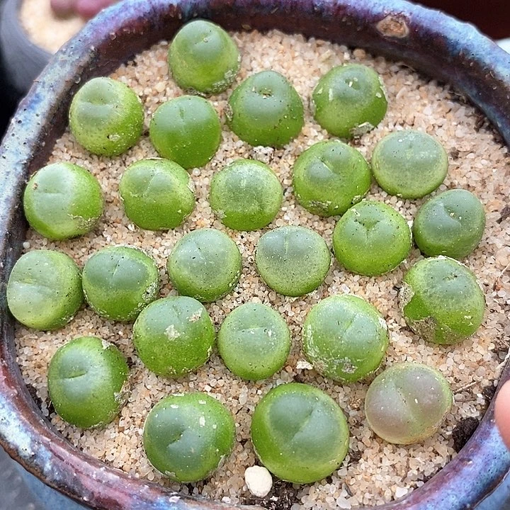 8506拉登一颗