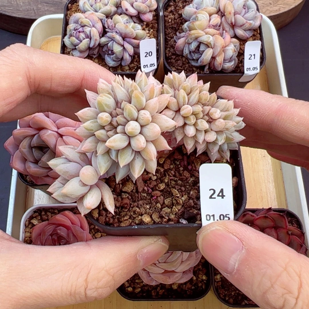 好好看24、哈哈哈哈