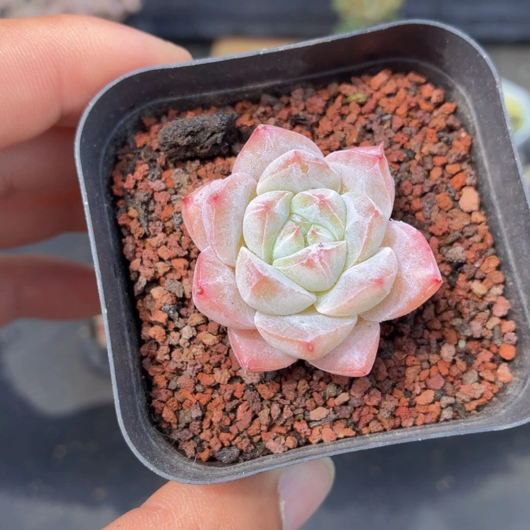 粉蓝鸟多肉9.9包邮发货