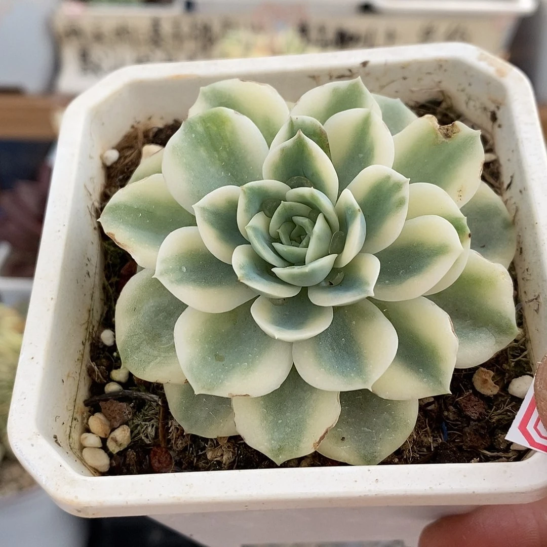 29196 哈密瓜覆轮锦