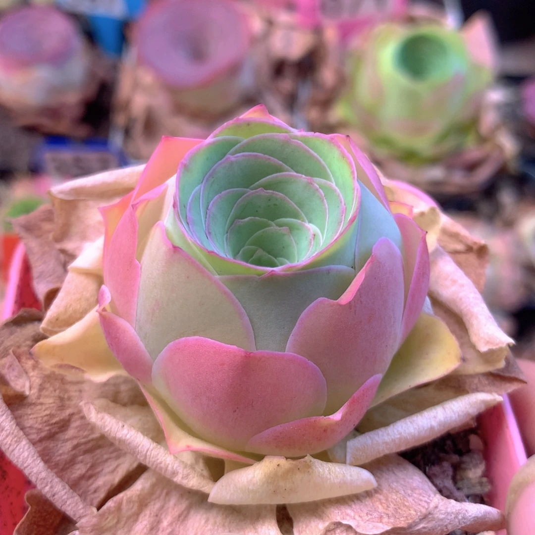 一物一拍落霞005