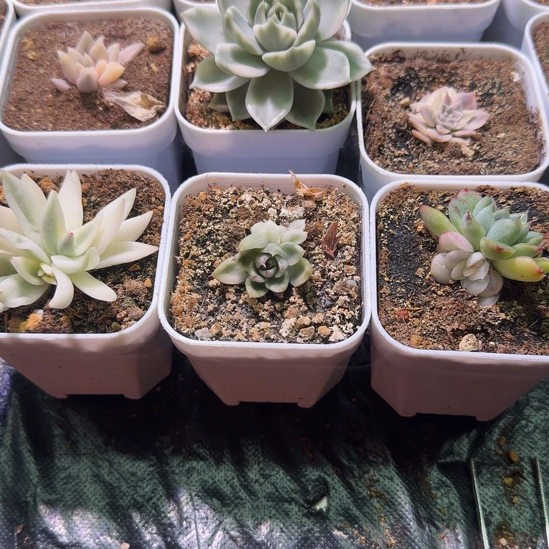 长***安多肉锦植物一物一拍