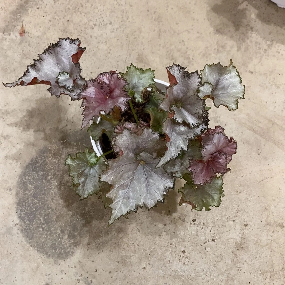 无花朵德亚秋海棠