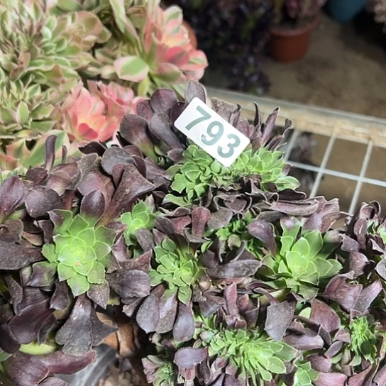 舞***}多肉植物一个欧若拉793