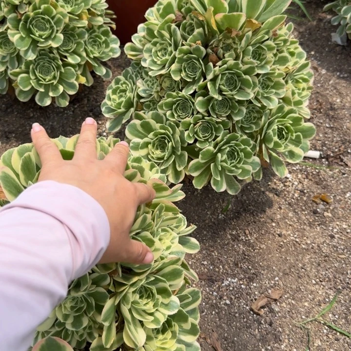 669冷月 多肉植物