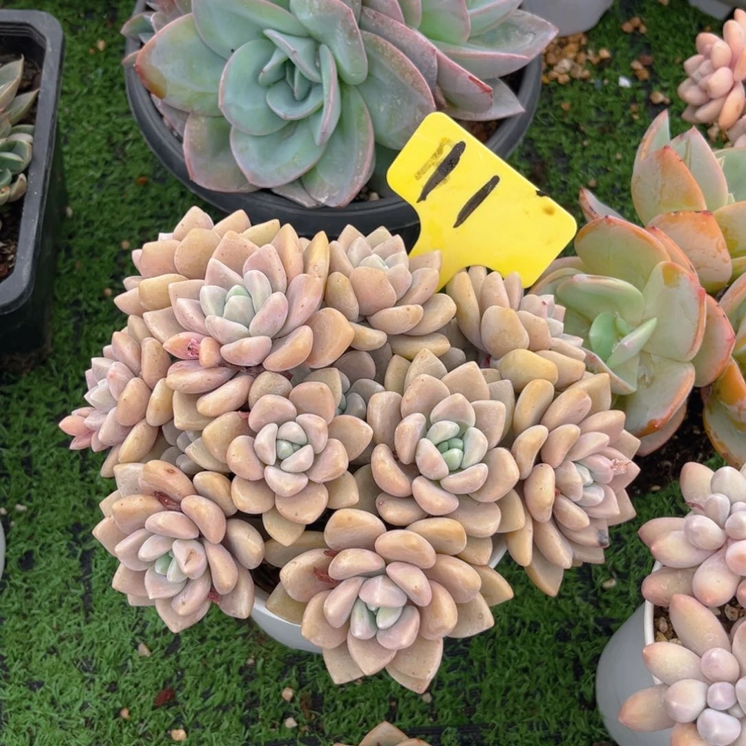 美****！11toluooktuyyyy