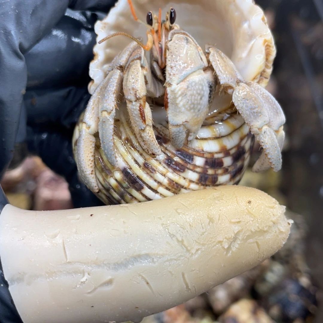 不退不换活体宠物129