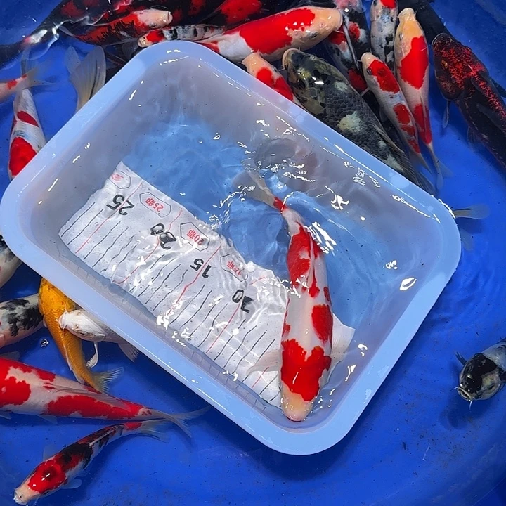 朋***友海水不会的我就去买吧哈哈好