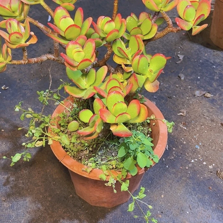 雪****在哪吃完呀啊喂奶啊吃