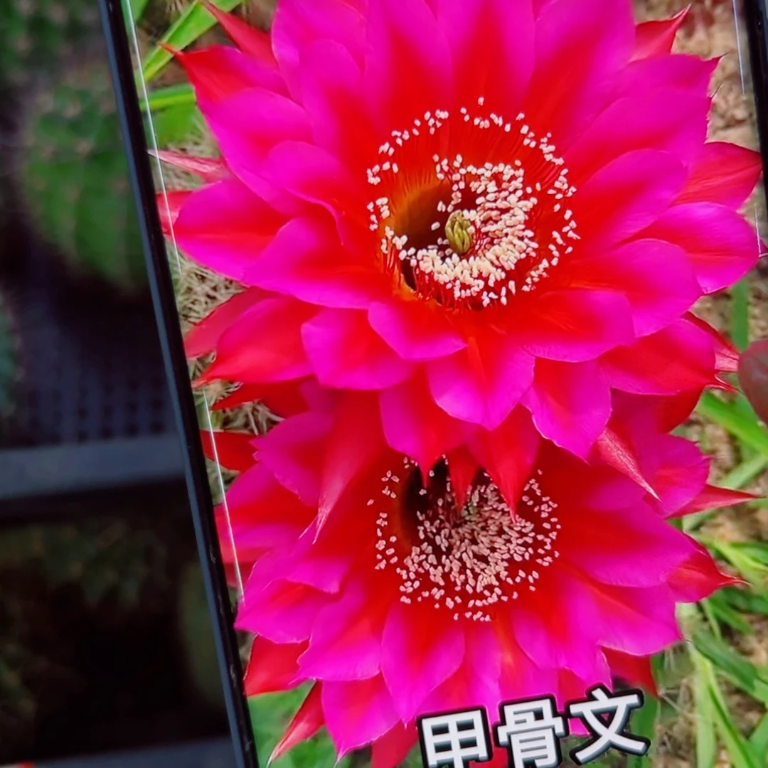 下41彩草甲骨文歪无根侧芽4公分左右20包邮