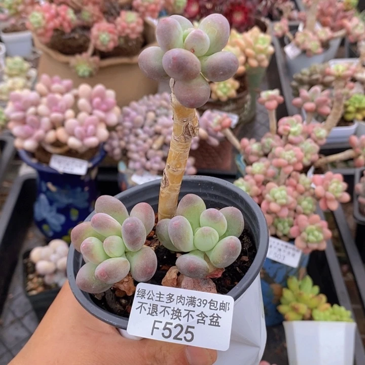 一代苹果奶老桩528多肉植物