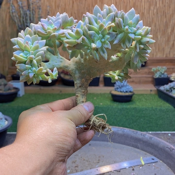 煤***罐523 号淡雪缀化多肉多肉