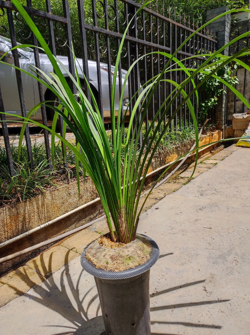 兰花盆栽花卉植物(一物一拍)